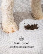 Dog with a stain on a quilted surface, promoting stain-proof material.
